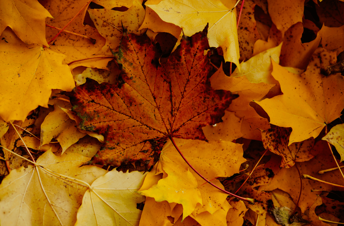 Orange and brown fall leaves