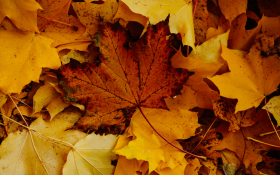 Yellow, orange and brown fall leaves