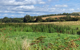 A Sussex field under a blue sky.